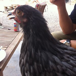 Our Chickens