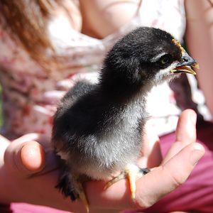 2 weeks old, 1st hatch