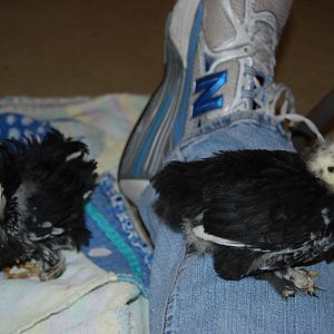 3 weeks, 1st hatch.