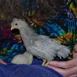 4 weeks...first hatch
