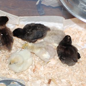 Chicks @ 1 Week