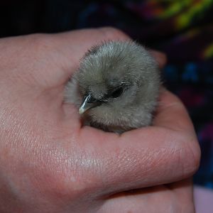 2nd hatch...total