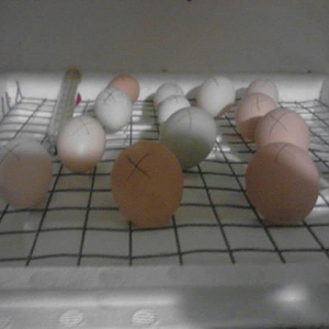 Hatching some baby chicks
