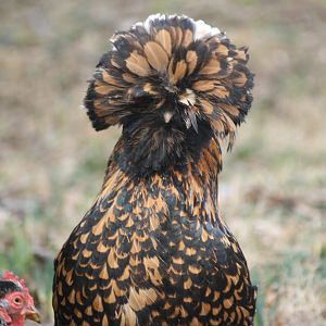 The Hens