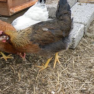 Our Hens
