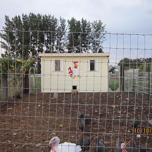 2011 Chicken Coop