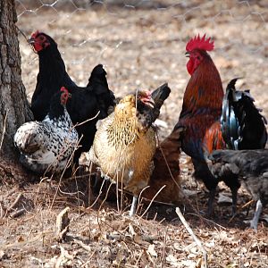 Our chickens
