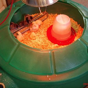 Baby Chicks