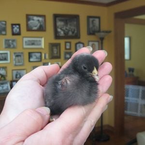 bloated chick