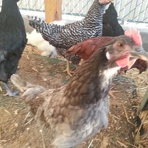 First Flock