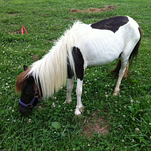 Cookie, our mini horse!