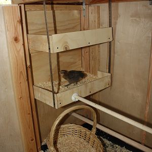 My Chicken Cabinet