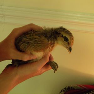 Chicks