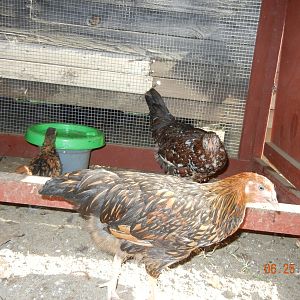 Golden Laced Wyandottes