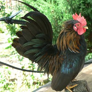 Roosters