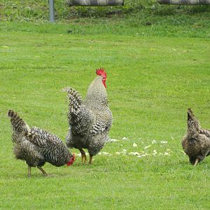 Barred Rocks