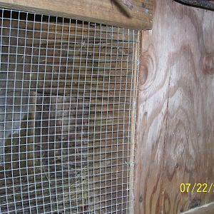 My Chicken Coop Condo