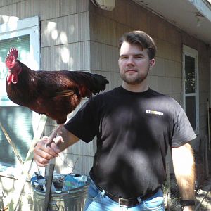 Rudy the (production) Rhode Island Red
