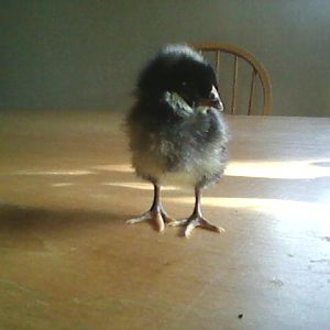 3 new chicks