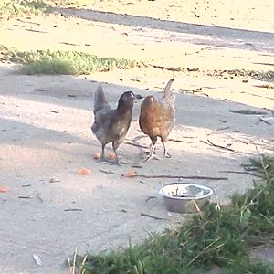 new chickens