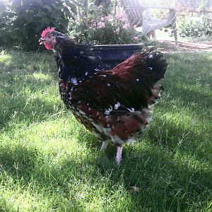 Jubilee Orpingtons