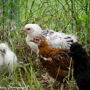 The Hen House