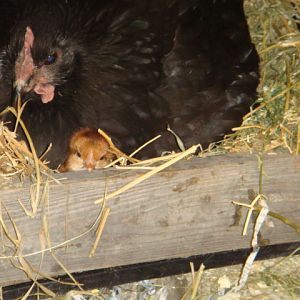 Millie has eggs hatch 8/23/12