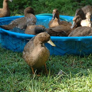 The Flock