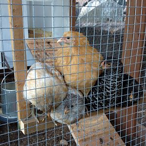 The Chicken Castle