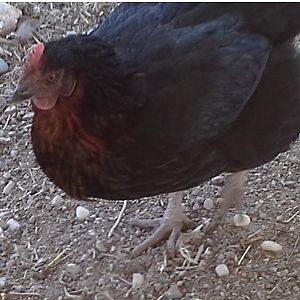 Chicks Gone Wild