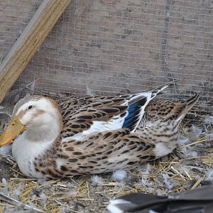 ducks