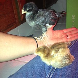 Our Little Dinosaurs