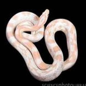 Snakes!!