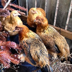 My chickens!