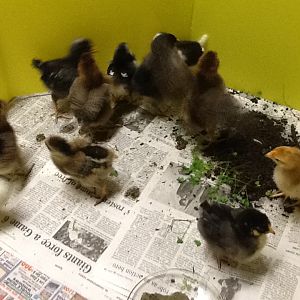chicks week 2