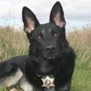Law Enforcement(: