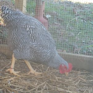 Chickens I have.