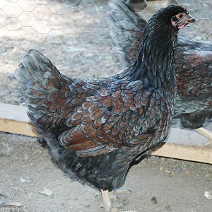 Double Laced Blue Barnvelders