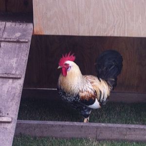 our rooster
