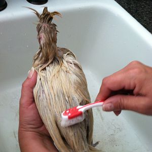 Chicken Time