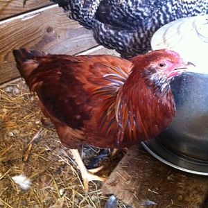2012 chicken hatch