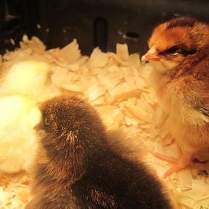 Chickie Babies!