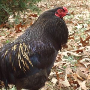 My Rooster "ROO"  I know it is a really original name! :)