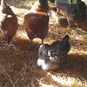 My chickens and coops