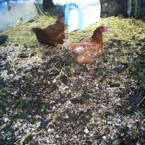 My Sweet Hens