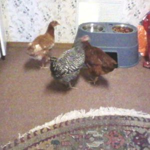 Big girls now