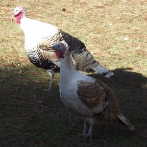 Flock Pics