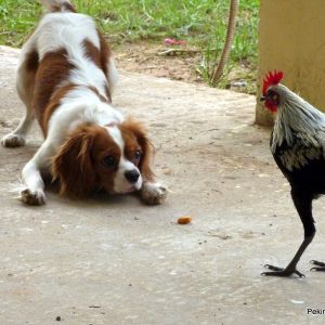 my chickens 21/1/13