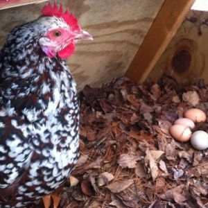 Chicken Coops