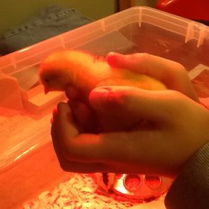 Chickens